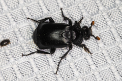 Nicrophorus guttula