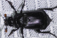 Nicrophorus guttula