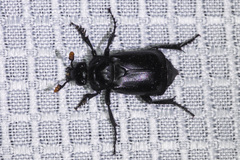 Nicrophorus guttula