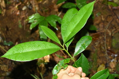 Gonystylus