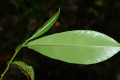 Gonystylus
