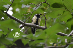 Parus major