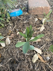 Baptisia sphaerocarpa