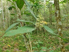 Miconia trinervia