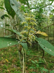 Miconia trinervia