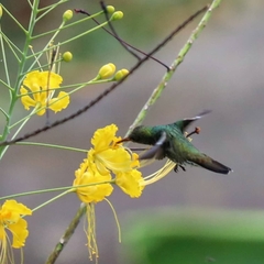 Chionomesa fimbriata elegantissima