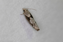 Epinotia celtisana