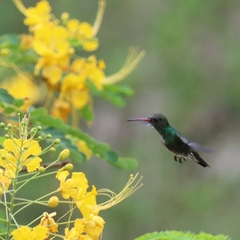 Chionomesa fimbriata elegantissima