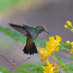 Chionomesa fimbriata elegantissima
