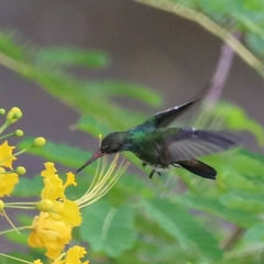 Chionomesa fimbriata elegantissima