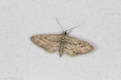 Eupithecia longidens