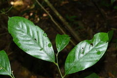 Lithocarpus