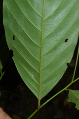 Lithocarpus