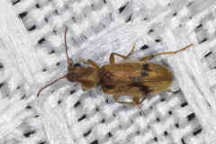 Notoxus desertus