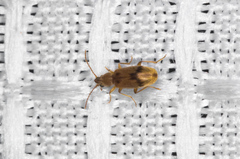 Notoxus desertus