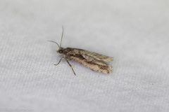 Epinotia celtisana