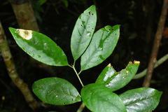 Symplocos acuminata