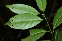 Symplocos acuminata