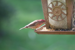 Haemorhous purpureus californicus