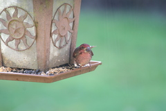 Haemorhous purpureus californicus