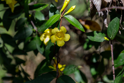 Gelsemiaceae image