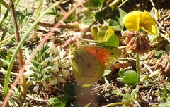 Colias vauthierii