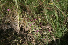 Centaurium pulchellum meyeri