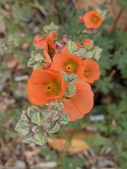Sphaeralcea rusbyi
