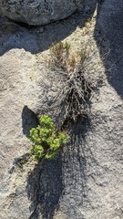 Ericameria cuneata spathulata
