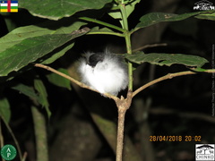 Platysteira jamesoni