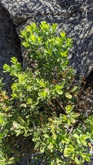 Ericameria cuneata spathulata