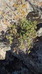 Ericameria cuneata spathulata