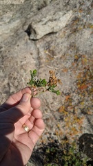 Ericameria cuneata spathulata