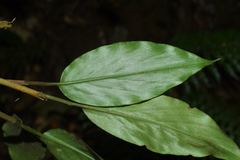Amomum