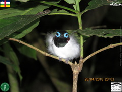 Platysteira jamesoni