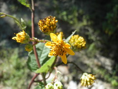 Verbesina erosa