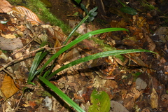 Aspidistra