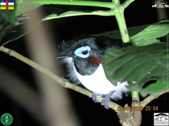 Platysteira jamesoni