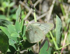 Colias vauthierii