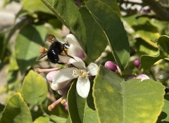 Xylocopa tabaniformis orpifex
