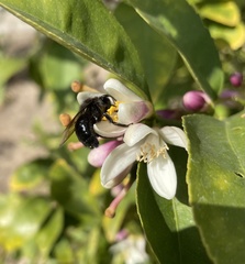 Xylocopa tabaniformis orpifex