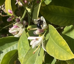 Xylocopa tabaniformis orpifex