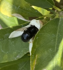 Xylocopa tabaniformis orpifex