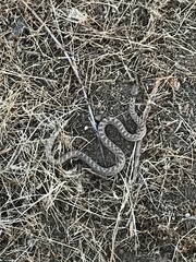 Hypsiglena ochrorhynchus