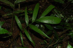 Pinanga