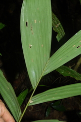 Pinanga