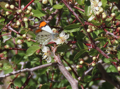 Anthocharis sara sara