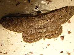 Hypomecis punctinalis