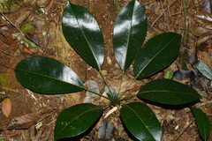 Schefflera