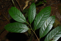 Cryptocarya